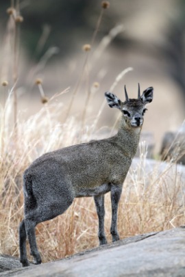 klipspringer
